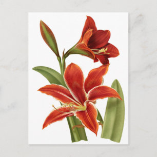Red Amaryllis Botanical Print Vykort