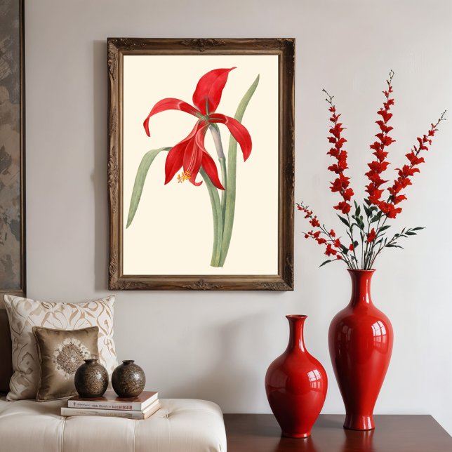 Red Amaryllis, botaniskt illustration av Vintage Poster (Skapare uppladdad)