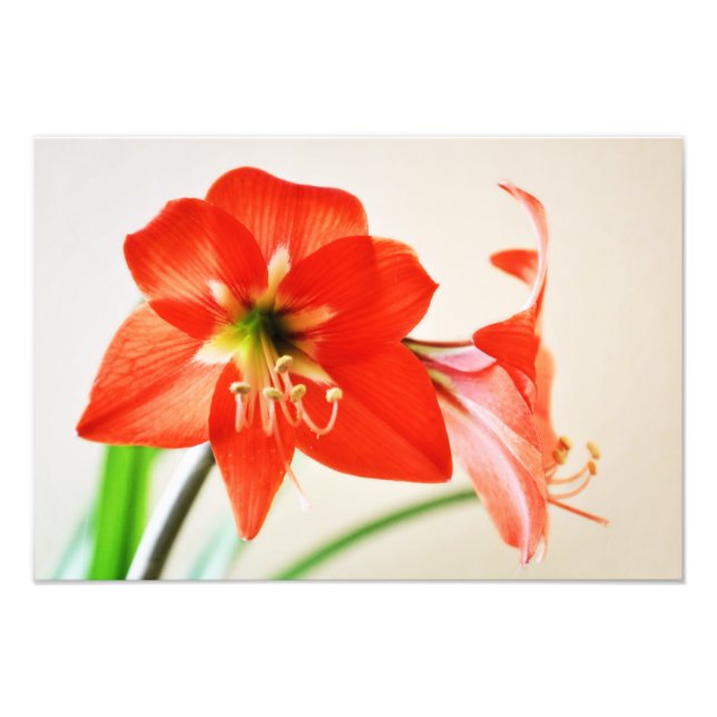 Red Amaryllis Flower Fototryck (Framsidan)