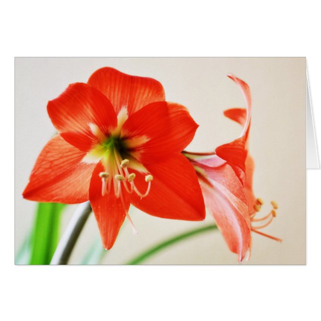 Red Amaryllis Flower Hälsningskort (Framsidan Horizontal)