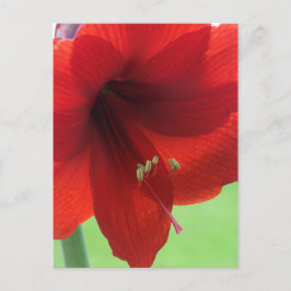 Red Amaryllis Flower Nature Garden Postcard Vykort