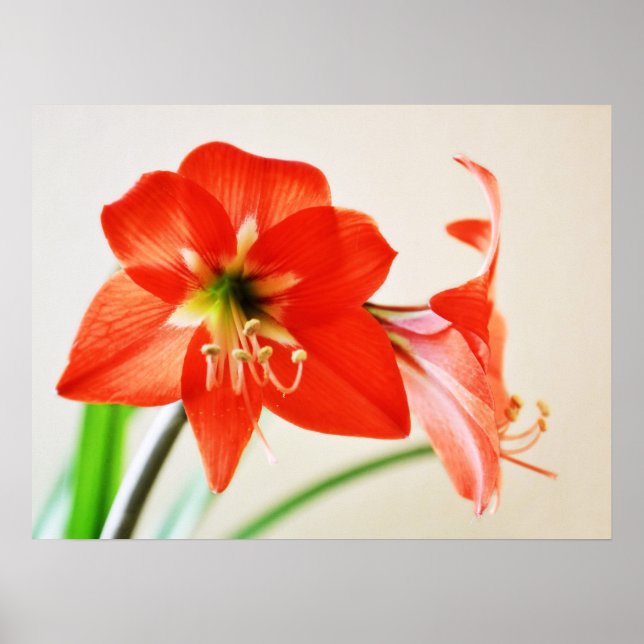 Red Amaryllis Flower Poster (Framsidan)