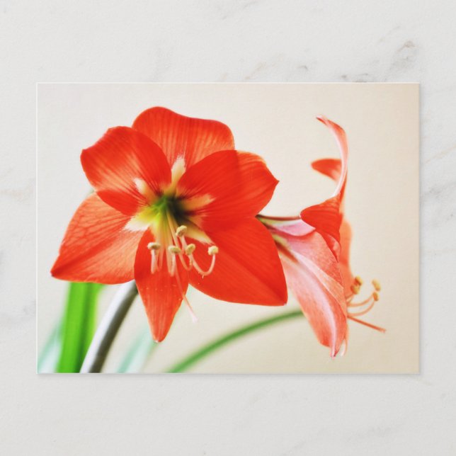 Red Amaryllis Flower Vykort (Framsida)
