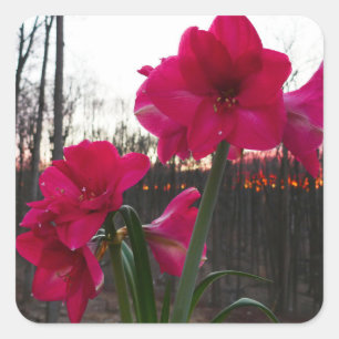 Red Amaryllis och Winter Sunrise Fyrkantigt Klistermärke