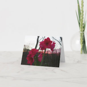 Red Amaryllis och Winter Sunrise Helgkort