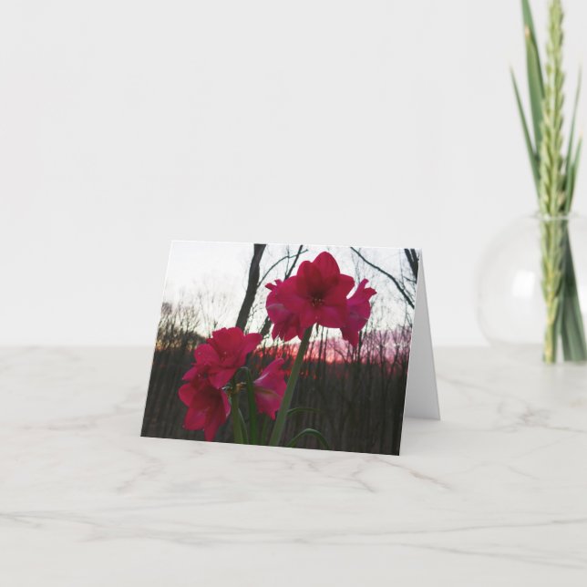 Red Amaryllis och Winter Sunrise Helgkort (Framsida)