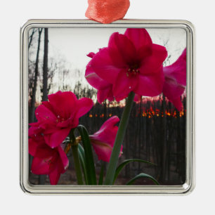 Red Amaryllis och Winter Sunrise Julgransprydnad Metall