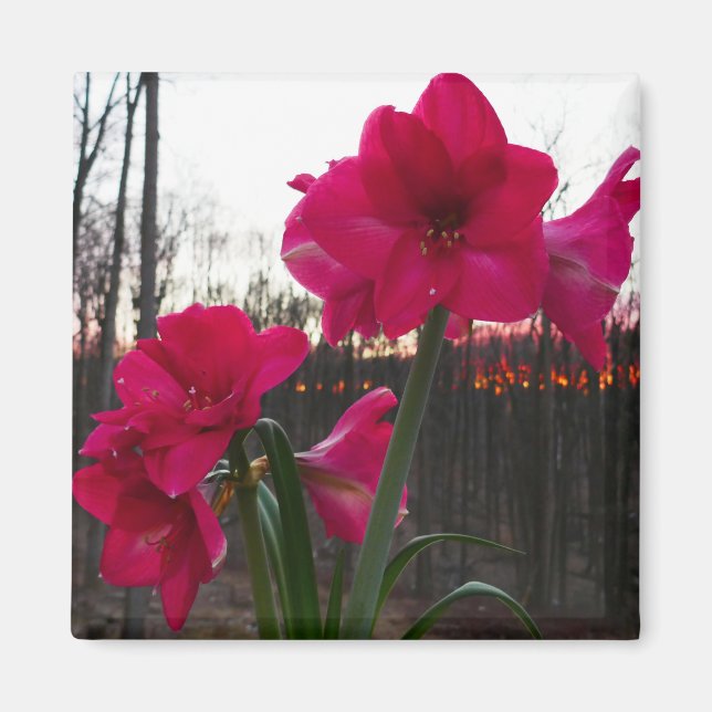 Red Amaryllis och Winter Sunrise Magnet (Framsidan)