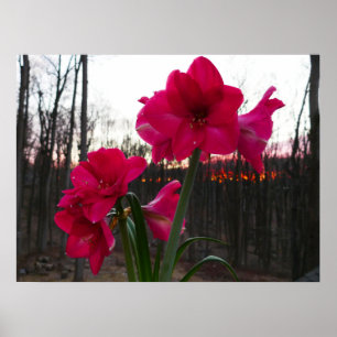Red Amaryllis och Winter Sunrise Poster