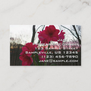 Red Amaryllis och Winter Sunrise Visitkort