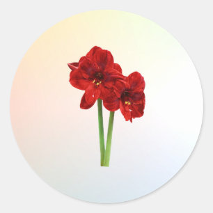 Red Amaryllis par Runt Klistermärke