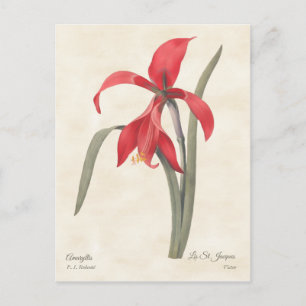 Red Amaryllis Vintage Botanical Illustration Vykort