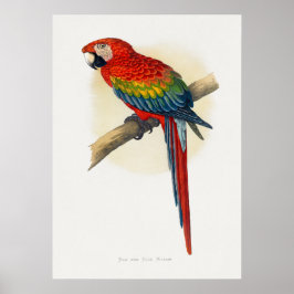 Red and Blue Macaw (Ara macao) Poster