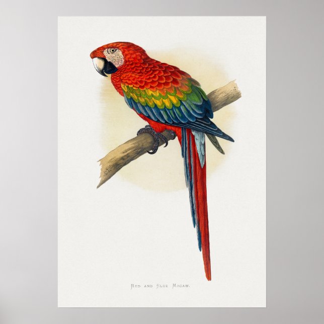 Red and Blue Macaw (Ara macao) Poster (Framsidan)
