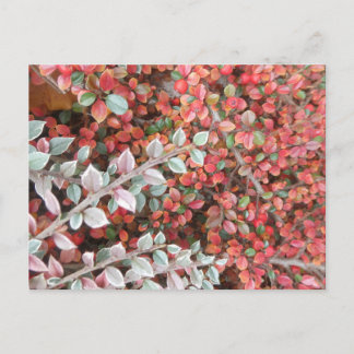 Red and Green Leaves DIY Postcard Helg Vykort