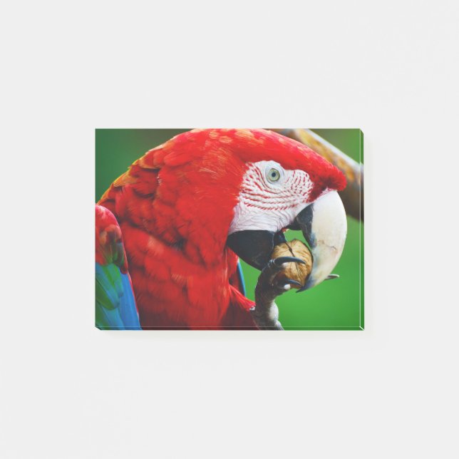 Red-and-green Macaw Post-it Block (Framsida)
