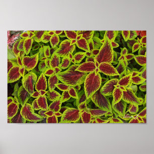 Red and Grönt Coleus Background Canvas eller Poste Poster