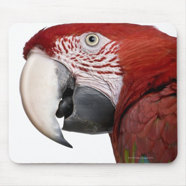 Red-and-grönt Macaw - Ara chloropterus Musmatta (Framsidan)
