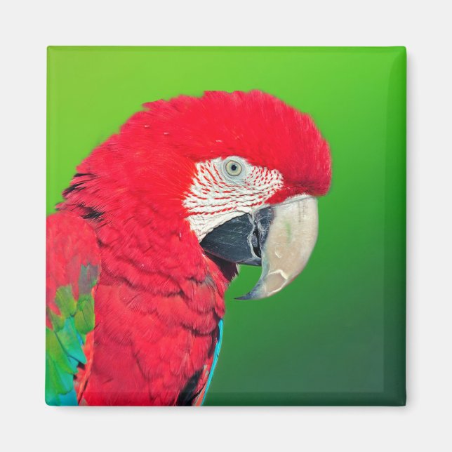 Red and Grönt Macaw Parrot Magnet (Framsidan)
