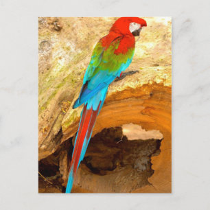 Red and Grönt Macaw, Trinidad Postcard Vykort