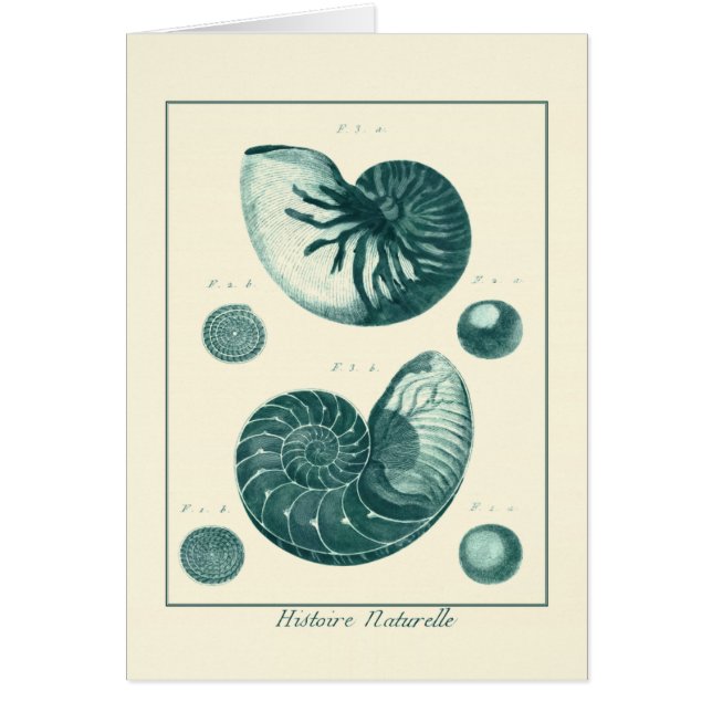 Red and Grönt Seashell Art Hälsningskort (Framsidan)