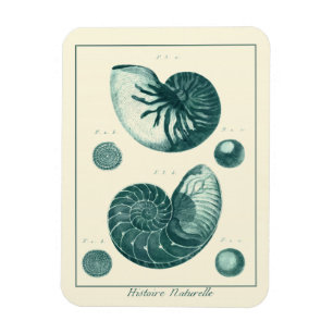Red and Grönt Seashell Art Magnet