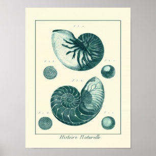 Red and Grönt Seashell Art Poster