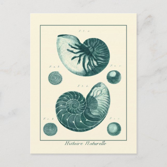 Red and Grönt Seashell Art Vykort (Framsida)