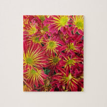 Red and Gult Chrysanthemums Photo