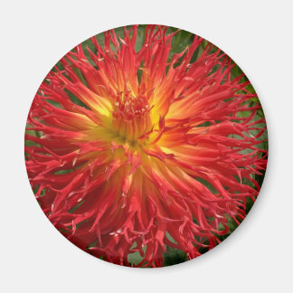 Red and Gult Crazy Dahlia Många Items Magnet