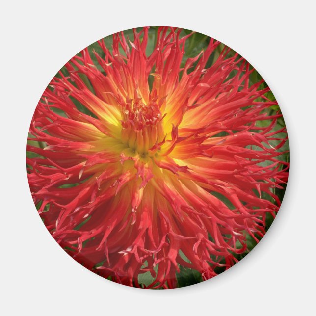 Red and Gult Crazy Dahlia Många Items Magnet (Framsidan)