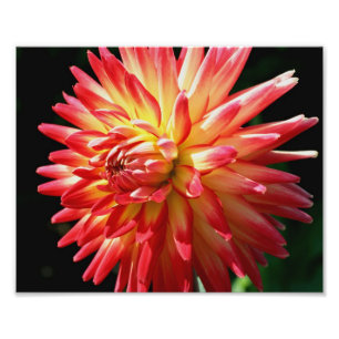 Red and Gult Dahlia 10x8 Flower Close Up Fototryck