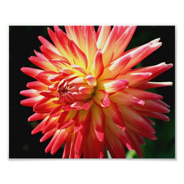 Red and Gult Dahlia 10x8 Flower Close Up Fototryck (Framsidan)