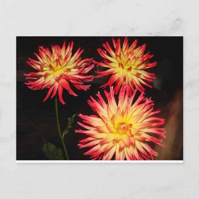 Red and Gult Dahlia Postcard Vykort (Framsida)