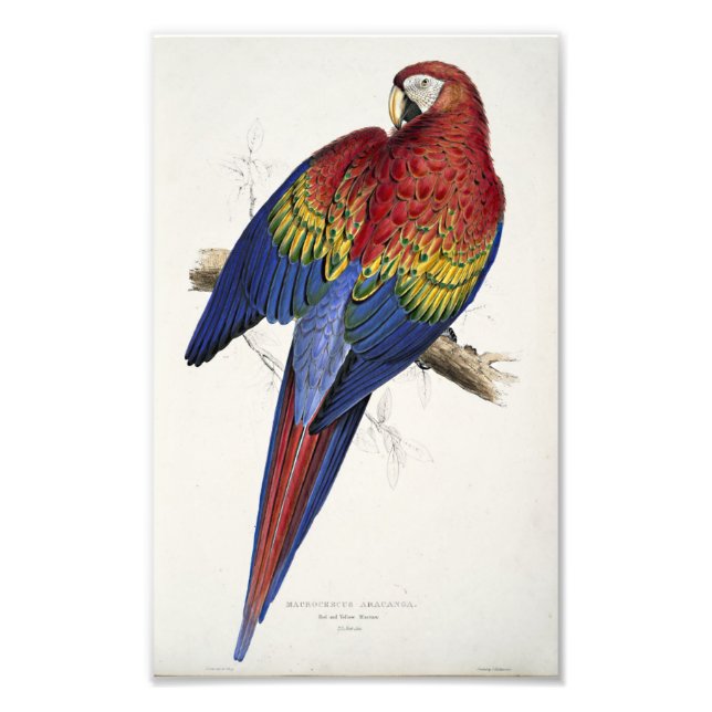 Red and Gult Macaw Edward Lear Illustration Fototryck (Framsidan)