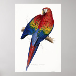 Red and Gult Maccaw Poster