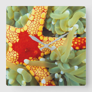 Red and Gult Sea Star Fyrkantig Klocka
