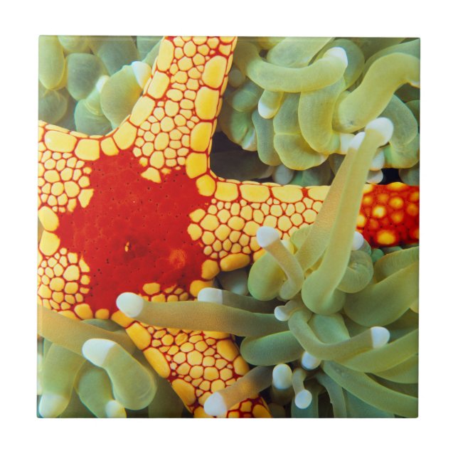 Red and Gult Sea Star Kakelplatta (Framsidan)