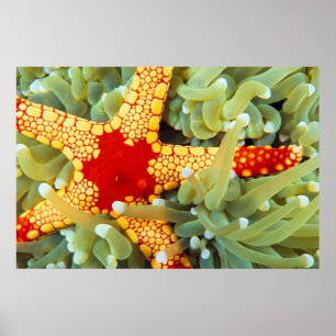 Red and Gult Sea Star Poster