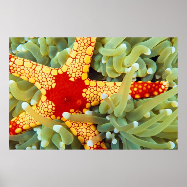 Red and Gult Sea Star Poster (Framsidan)