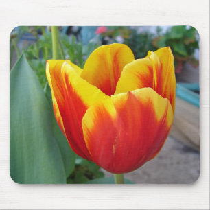 Red and Gult Tulip blommigt Garden Photo Musmatta