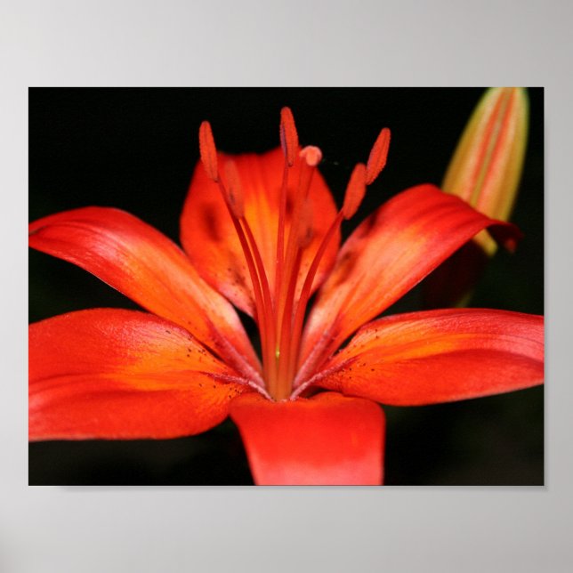 Red and Orange Asiatic Lily Closeup Poster (Framsidan)