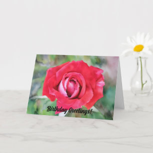 Red and Rosa ros Art Birthday Card Kort