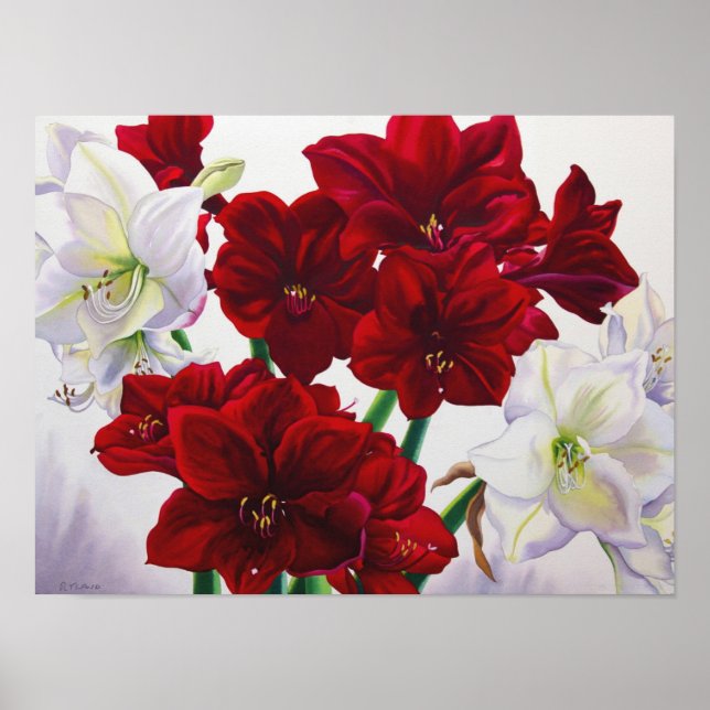 Red and White Amaryllis 2008 Poster (Framsidan)