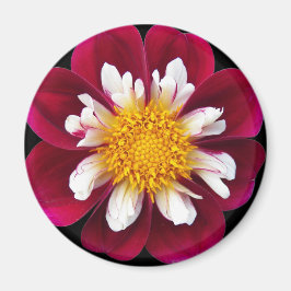 Red and White Collarette Dahlia Blommigt Magnet