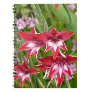 Red and White Gladiolas Summer Botanical Anteckningsbok Med Spiral
