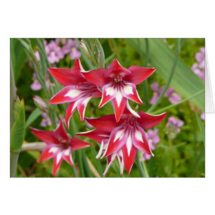 Red and White Gladiolas Summer Botanical Hälsningskort