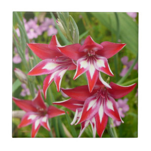 Red and White Gladiolas Summer Botanical Kakelplatta