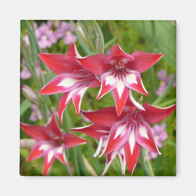 Red and White Gladiolas Summer Botanical Magnet (Framsidan)