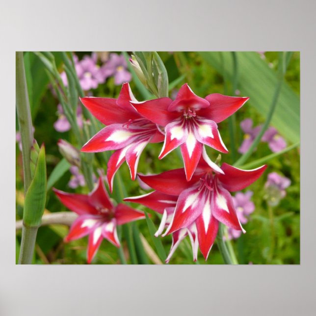 Red and White Gladiolas Summer Botanical Poster (Framsidan)